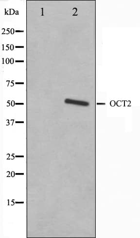 POU2F2 / OCT2 Antibody