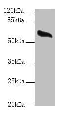 Polyclonal Rabbit anti-Human GPC4 / Glypican 4 Antibody (IHC, WB)