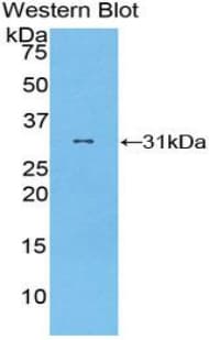 GSAP / PION Antibody (aa616-854)