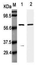 Listeria, p60 Antibody (clone P6007)