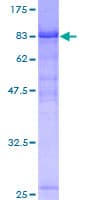 Human KIAA1984 / PARF Protein (Recombinant GST)