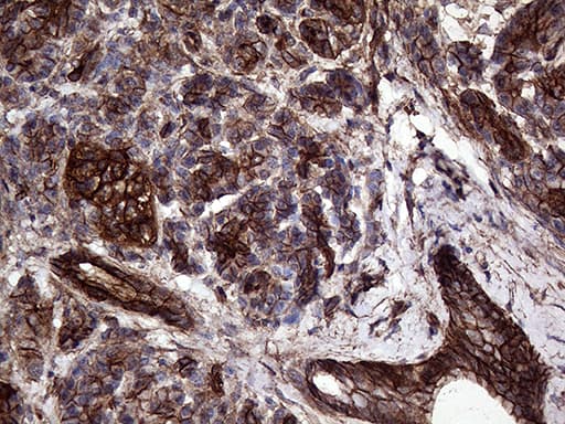 GNAS Antibody (clone OTI13D7)