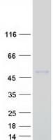 Human B4GAT1 / B3GNT1 Protein (Recombinant Myc-DDK (Flag))