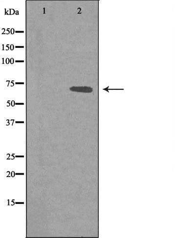 MED26 / CRSP7 Antibody
