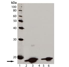 Histone H2A.X Antibody (phospho-Ser139, clone 9F3)