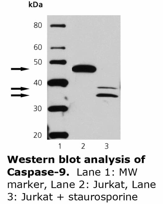 CASP9 / Caspase 9 Antibody (clone 32051)