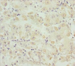 SNAP29 Antibody