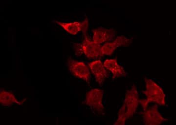 BAG4 / SODD Antibody