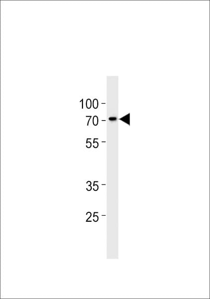 ST7L Antibody (aa542-569)