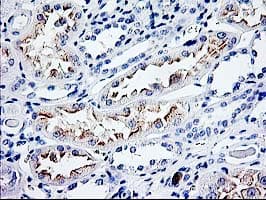 CDKN3 / KAP Antibody (clone OTI2H1)