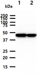 CKMT1A Antibody (clone AT17A2)