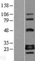 GADD45GIP1 / CRIF1 Protein (Over-Expression Lysate Myc-DDK (Flag))