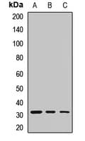 BIRC7 / Livin Antibody