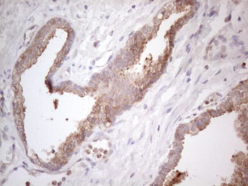 PLCXD1 Antibody (clone OTI2D7, Carrier-free)