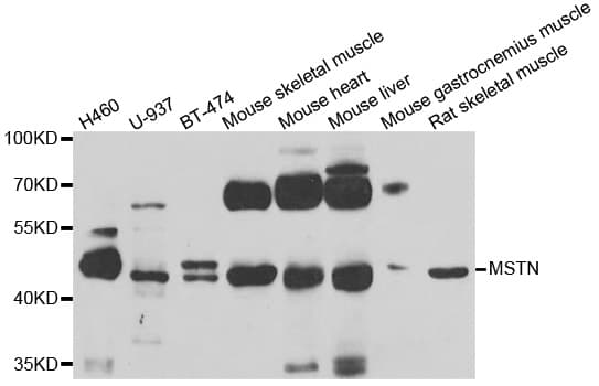 MSTN / GDF8 / Myostatin Antibody