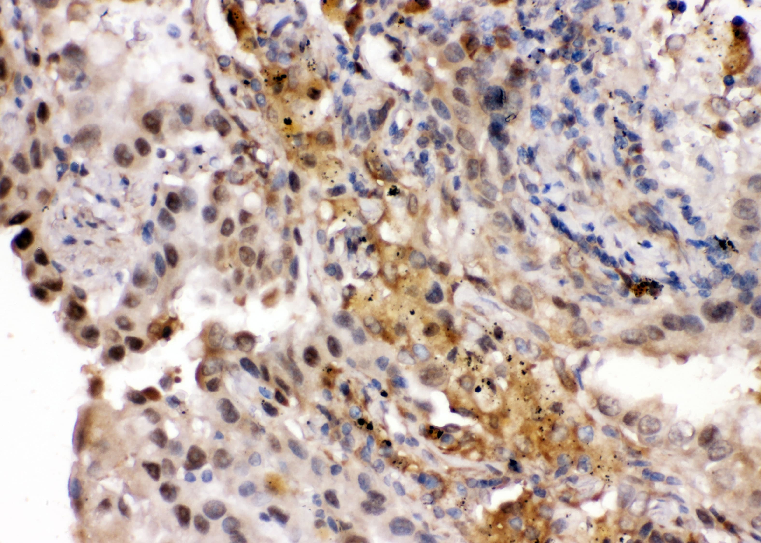 RNH1 Antibody (aa2-37)