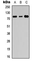 EDEM1 / EDEM Antibody (Internal)