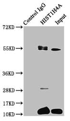 HIST1H4I Antibody