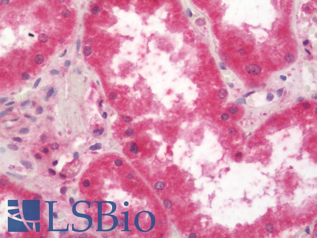 IHC-plus™ 4E-BP2 / EIF4EBP2 Antibody