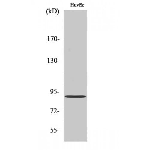 AKAP1 / AKAP Antibody (250-330 aa, Internal)