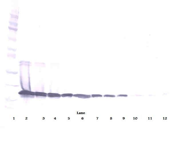 Polyclonal Goat anti-Human BAFF / TNFSF13B Antibody (Biotin, WB)