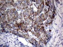 OXSM / KS Antibody (clone OTI3A4)