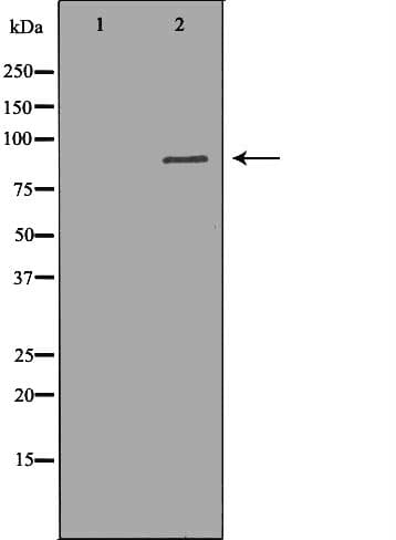CUL3 / Cullin 3 Antibody