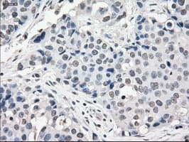 CYPOR / POR Antibody (clone OTI2E4)