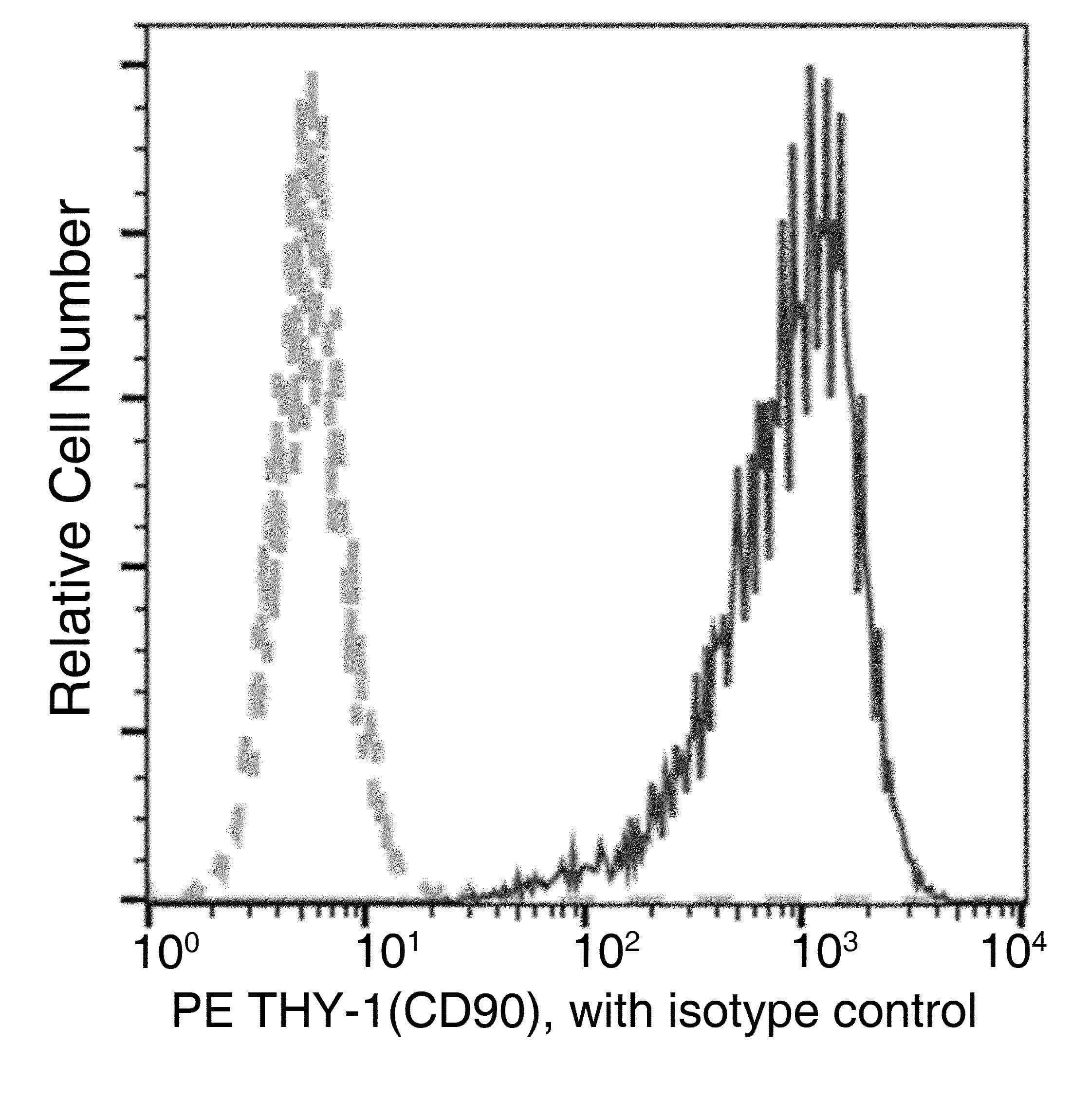 Monoclonal Mouse anti-Human THY1 / CD90 Antibody (clone 10, PE)