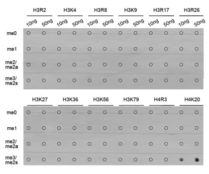 Polyclonal Rabbit anti-Human Histone H4 Antibody (Tri-Methyl-Lys20, IHC, IF, WB)