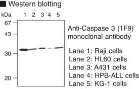 CASP3 / Caspase 3 Antibody (clone 1F9)