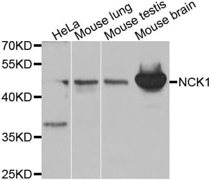 NCK1 / NCK Antibody