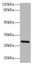 Polyclonal Rabbit anti-Human INMT Antibody (WB)