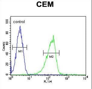 ZIC3 Antibody (aa239-267)