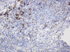 CD99 Antibody (clone OTI4C6, Carrier-free)