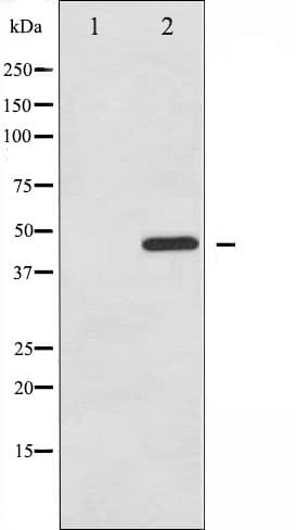 PTP1B Antibody (phospho-Ser50)