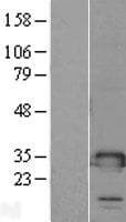 TMED1 / ST2L Protein (Over-Expression Lysate Myc-DDK (Flag))