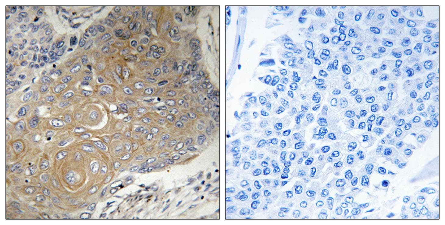 MRPS33 Antibody (aa51-100)