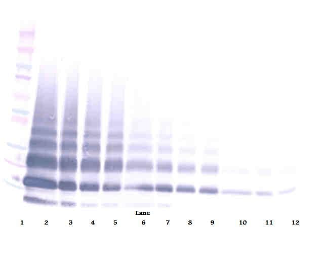 RETNLB / RELM-Beta Antibody