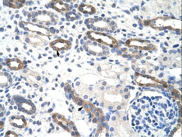 OVOL1 Antibody (C-Terminus, HRP)