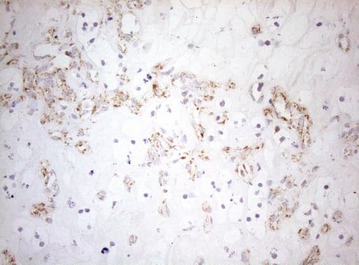 DECR1 Antibody (clone OTI4G4, Carrier-free)