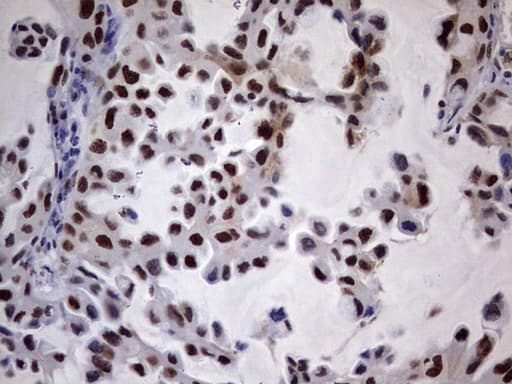 N4BP2L2 Antibody (clone OTI1C8, Carrier-free)