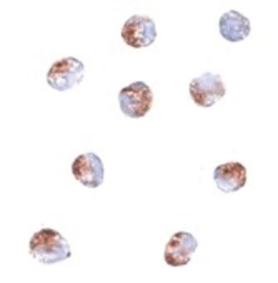 IHC-plus™ PDCD5 Antibody