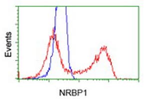 Monoclonal Mouse anti-Human NRBP1 / NRBP Antibody (clone OTI7C5, IHC, WB)