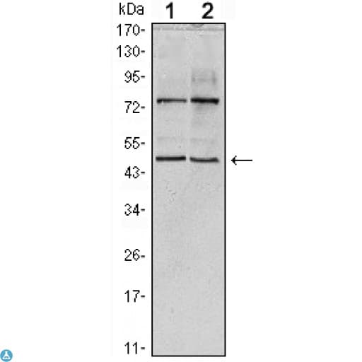 Monoclonal Mouse anti-Human CTG-B45d / THAP11 Antibody (IHC, IF, WB)