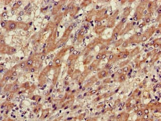 XBP1 Antibody