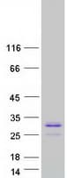 Human PRB1 Protein (Recombinant Myc-DDK (Flag))