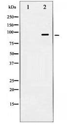 Polyclonal Rabbit anti-Human HSP90 Beta Antibody (IHC, IF, WB)