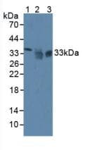 SIRT4 / Sirtuin 4 Antibody (aa26-333)