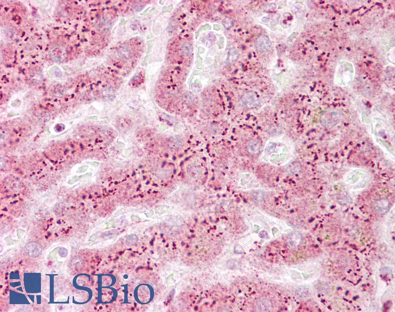 TGN46 / TGN38 Antibody (aa35-84)